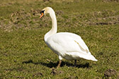 Un cisne