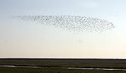 Bandada de patos