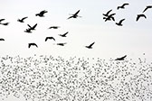 Bandada de patos
