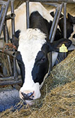 Vaca frisona