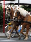 Caballos