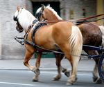 Caballos