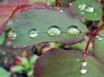 Macro