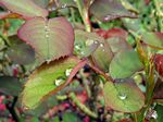 Macro