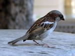 Gorri�n