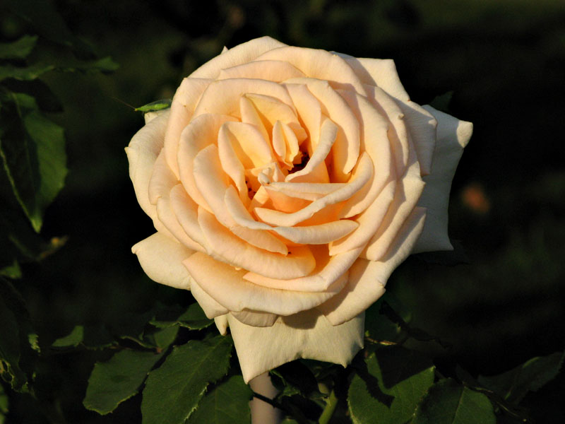 Una rosa en Volksgarten, Viena