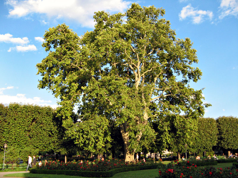 Un �rbol en Volksgarten, Viena