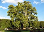 �rbol