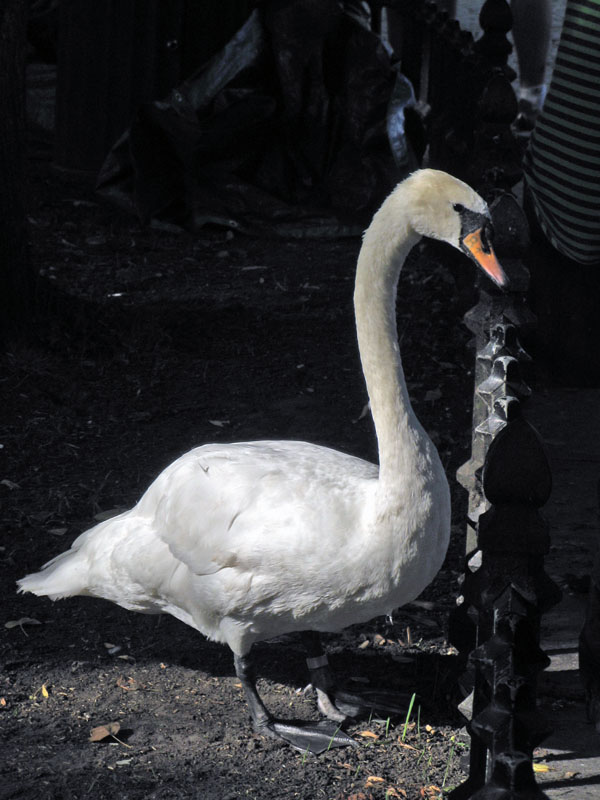 Cisne en Brujas