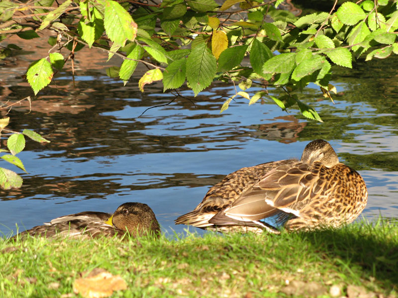 Patos en Minnewater, Brujas