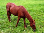 Caballos