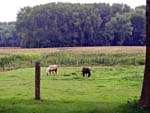 Caballos