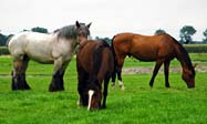 Caballos