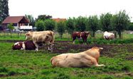Granja