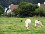Vacas