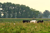 Vacas