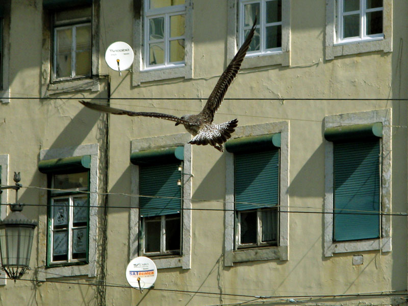 Gaviota en Lisboa