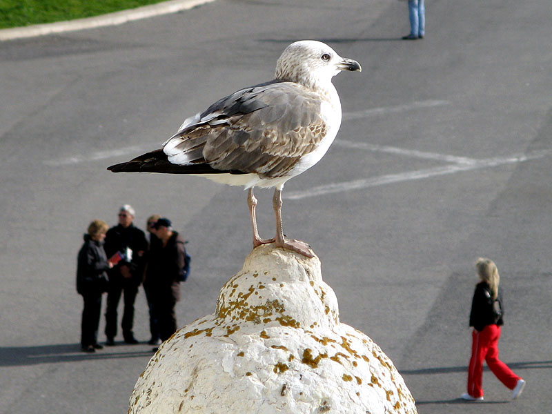 Gaviota