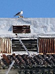Gaviota Rossio