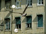 Gaviota Figueira