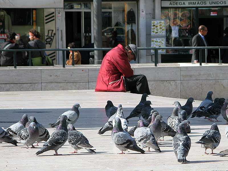 Palomas en Plaza Figueira Lisboa