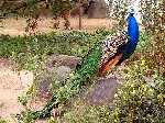 Pavo real en castillo San Jorge, Lisboa