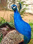 Pavo real en castillo San Jorge, Lisboa