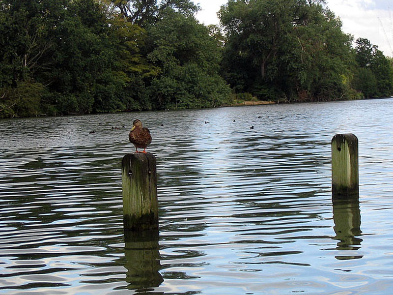 The Long Water en Kensington, Londres