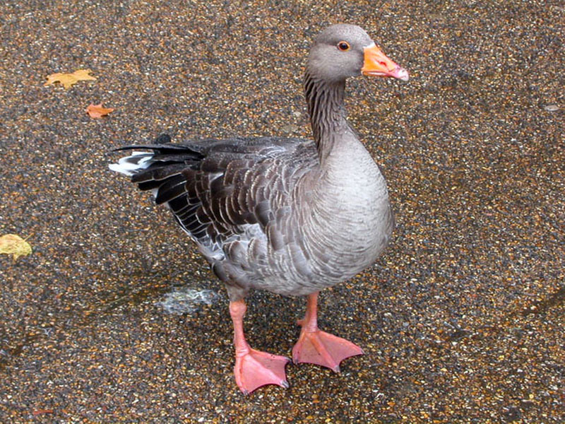 Pato en St. James Park, Londres