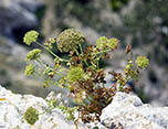 Planta sobre la roca