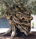 Olivo de Cort