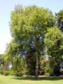 �rbol