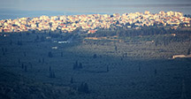 Olive grove at Itea
