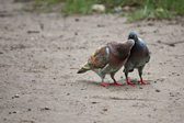 Palomas en una isla del Moldava
