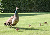 Pava con pollitos