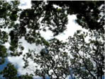 Arboles en Vysehrad