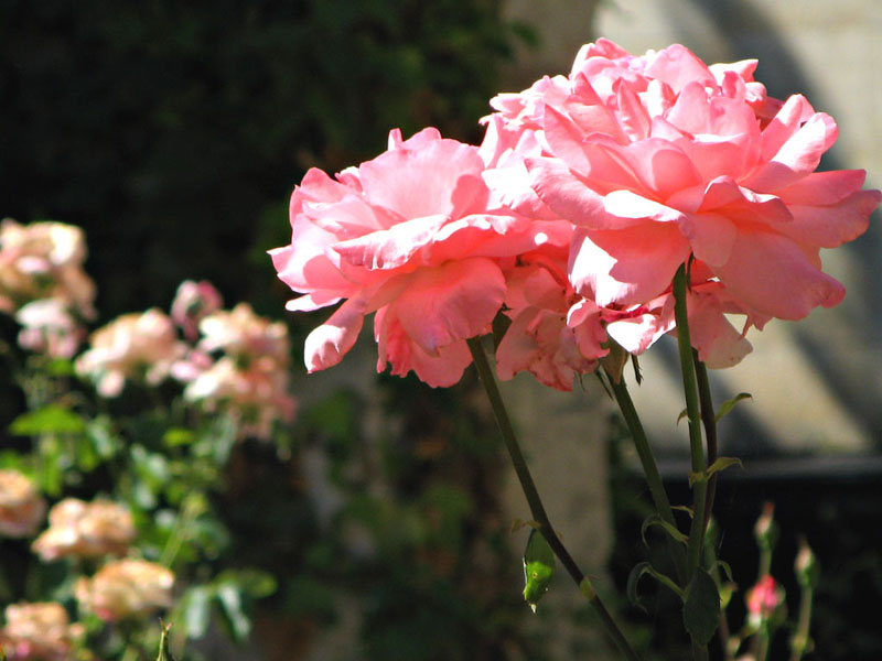 Rosas en casa museo Jos&eacute; Zorrilla. Valladolid