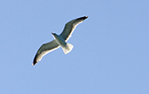 Gaviota sobr eel Cant&aacute;brico