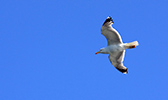 Gaviota sobr eel Cant&aacute;brico